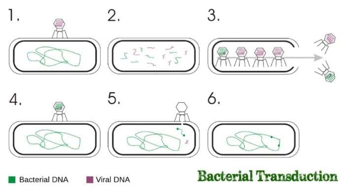 Bacterial Transduction