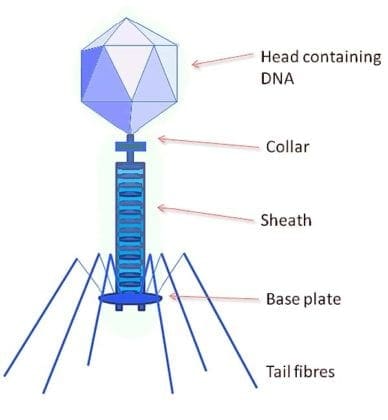 How Do Viruses Reproduce? | Lysogenic Cycle Stages | BioExplorer.Net