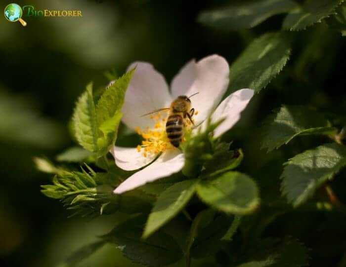 Bee On Eglantine Flower