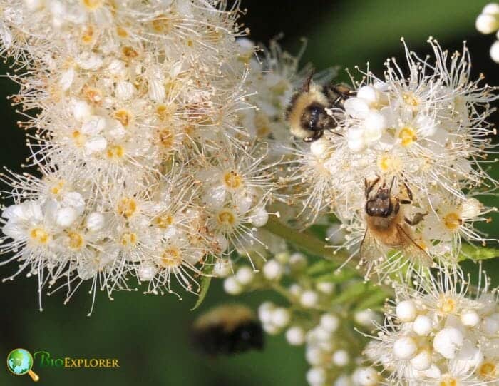 Bees On False Spirea Flowers