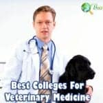 best universities for veterinarian