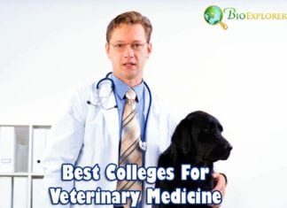 best universities for veterinarian
