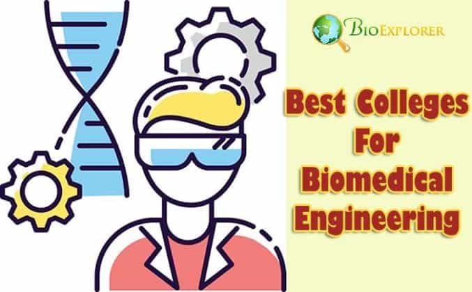 Top 10 BEST Colleges For Biomedical Engineering | BioExplorer.net