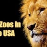 best zoos in the usa