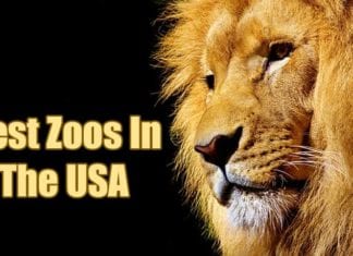 best zoos in the usa