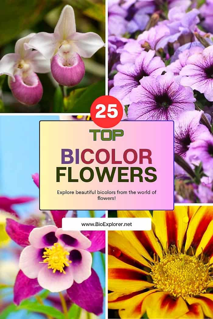 Top 25 Bicolor Flowers | Nature's Two-Toned Wonders!