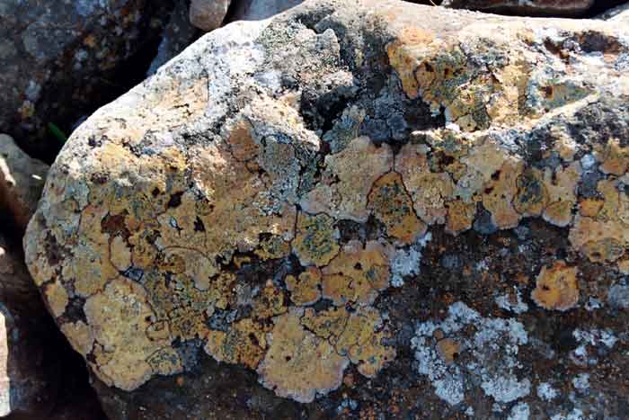 chemical weathering living organisms lichens