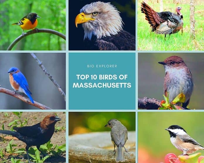 Top 10 Birds of Massachusetts Massachusetts State Bird BioExplorer