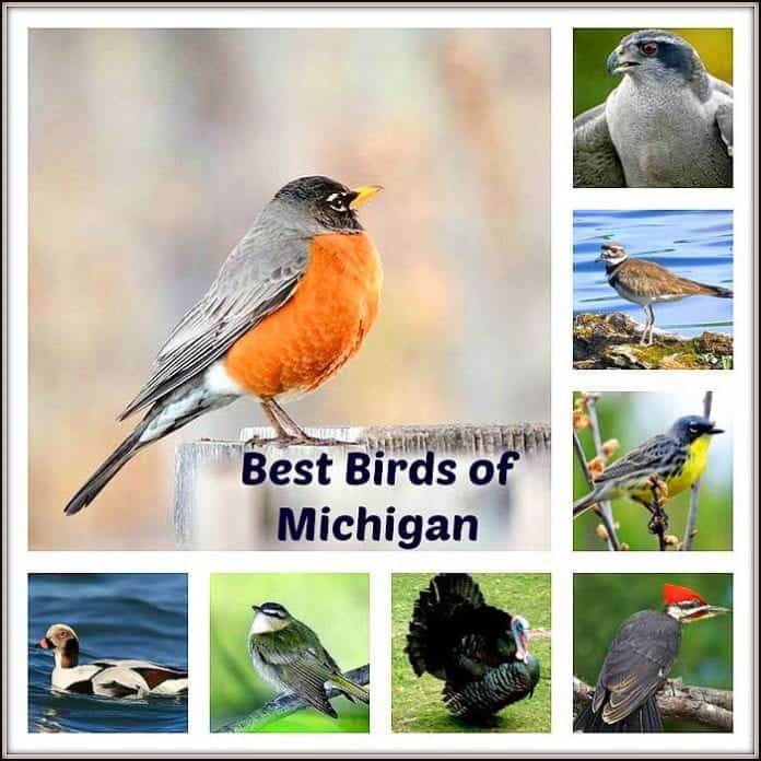 10 Black And White Birds in Michigan (Picture & Facts) 