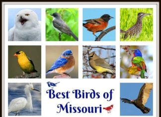 Birds of Missouri