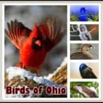 Birds of Ohio