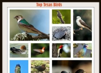 Texas Birds