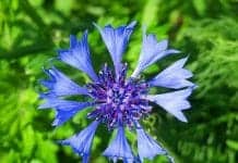 Blue Bachelor's Button Flower