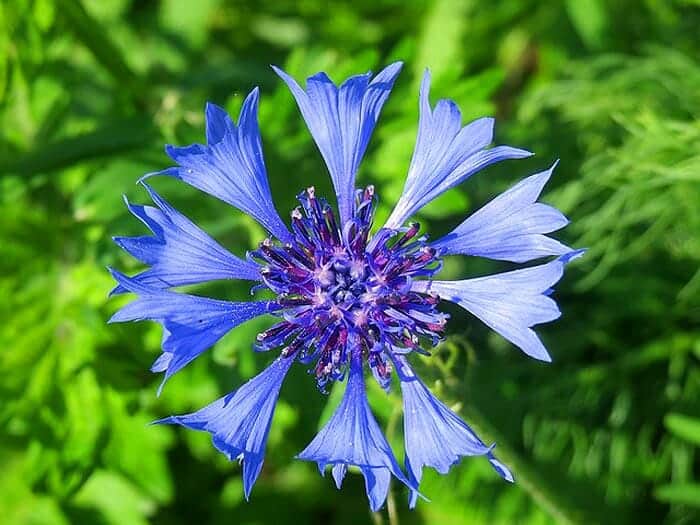 Blue Bachelor's Button Flower