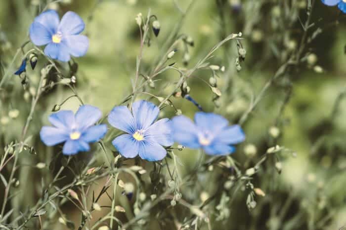 Blue Big Flax Flower