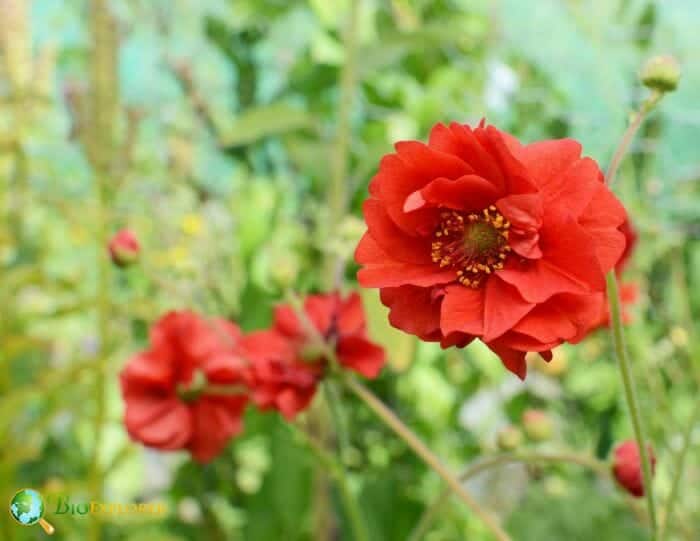 Brick Red Geum Flowers