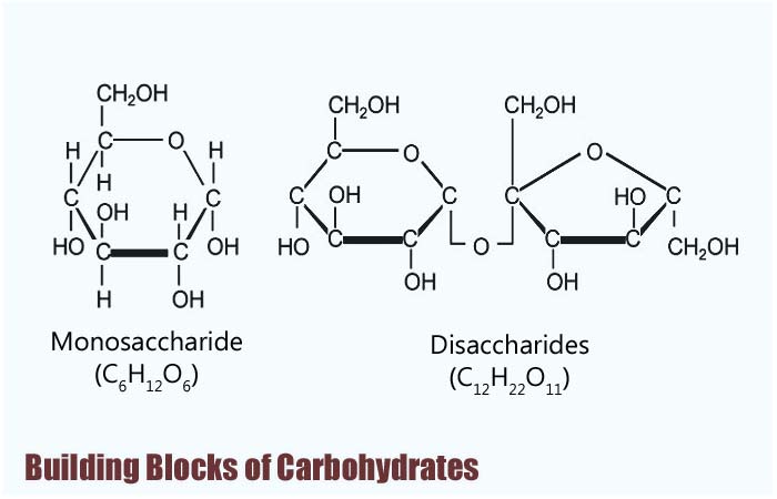 Building Blocks Of Carbohydrates Types Properties Functions