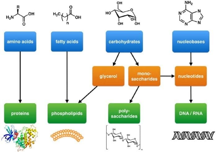 Building Blocks Of Lipids Structure Function Examples Of Lipids