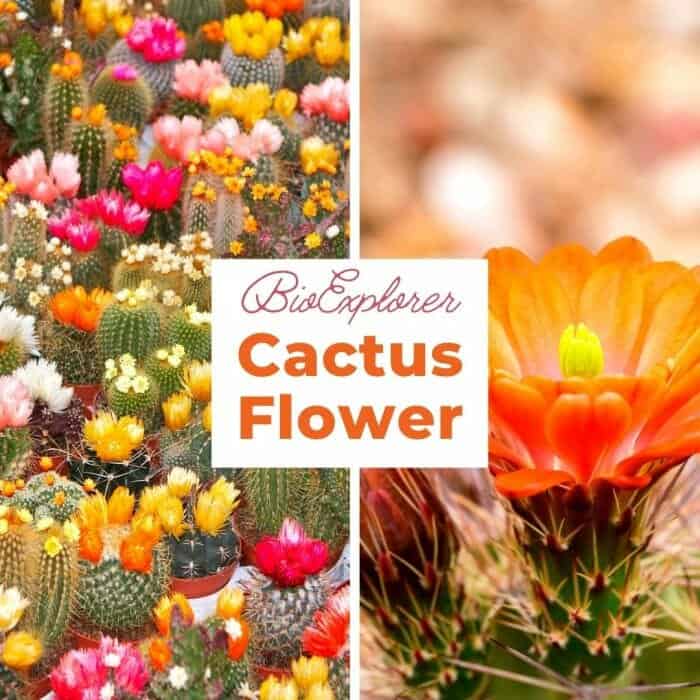 Cactus Flower | Succulent Flower | Colorful Flowers | BioExplorer.net