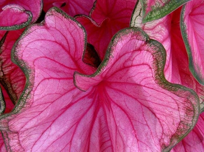 Caladium Flower