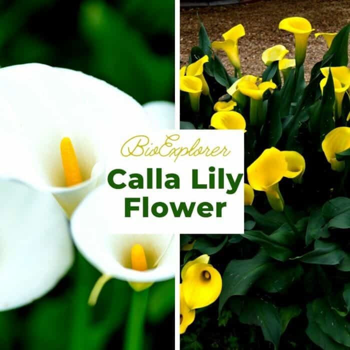 Calla Lily Flower