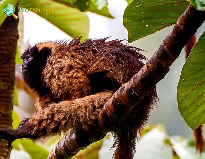 Callicebus Personatus