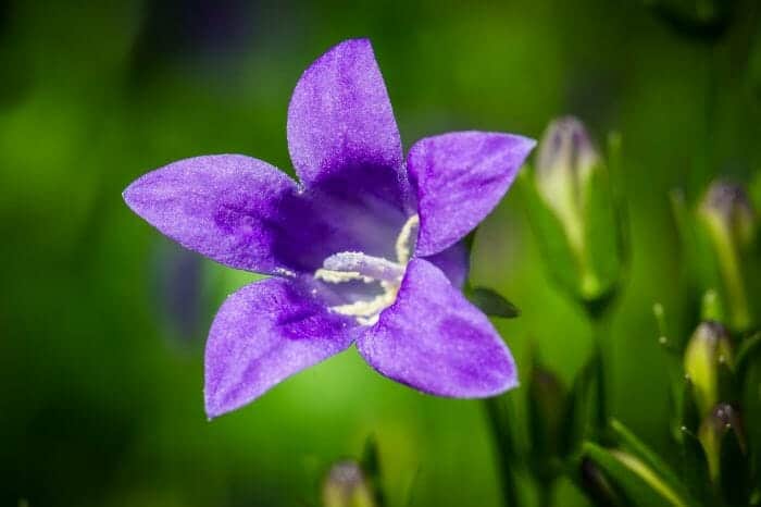 Campanula Flower