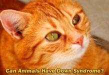 Can Animals Have Down Syndrome?