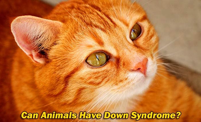 Down Syndrome-Like Symptoms in Cats