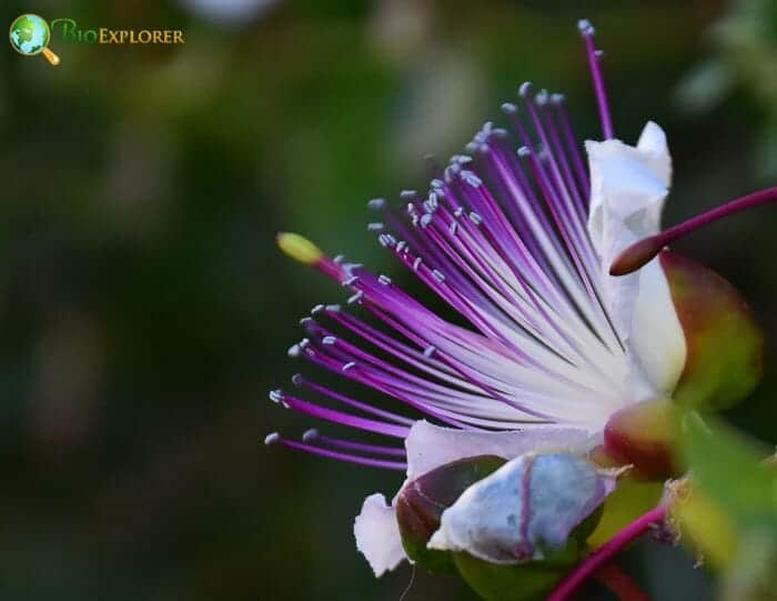 Capers Flowers