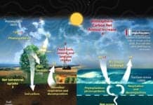 Carbon Cycle Steps