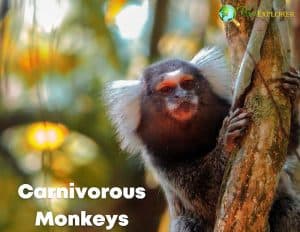 Carnivorous Monkeys | Types of Carnivore Monkeys | BioExplorer