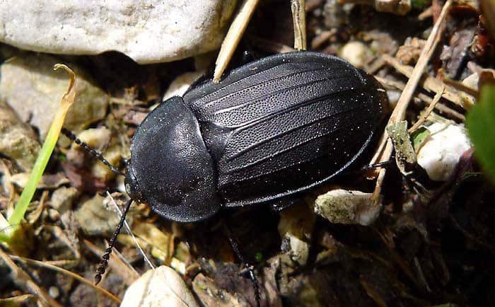 Carrion Beetles Eating Decay Matter