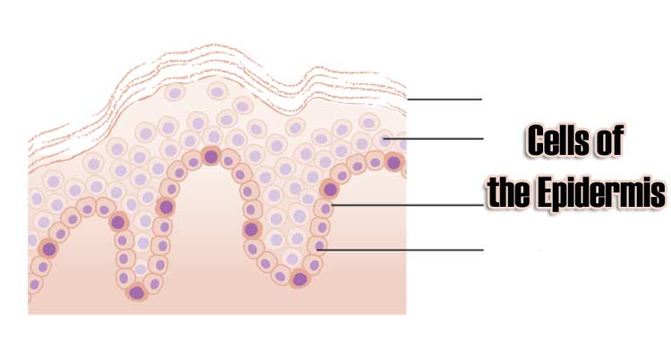 Cells of the Epidermis | 3 Layers of the Skin | Skin Cell Functions
