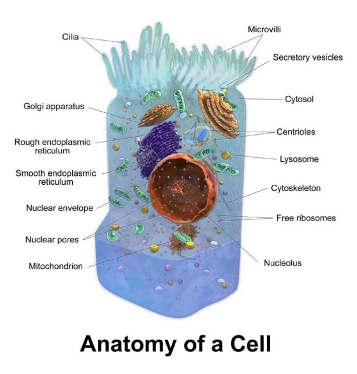 Cellular Organization | Exploring The Cell | BioExplorer.Net