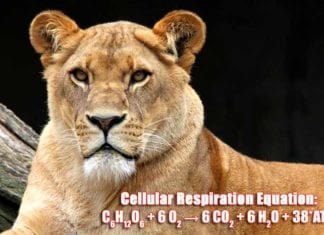 Cellular Respiration Equation (C6H12O6 + 6 O2 → 6 CO2 + 6 H2O + 38*ATP)