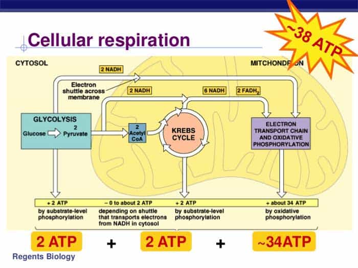 Cellular Respiration Equation Types Stages Products Diagrams