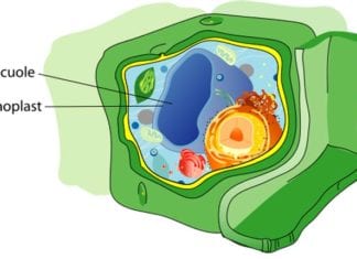 Central Vacuole In Plant Cells