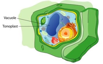 Central Vacuole In Plant Cells