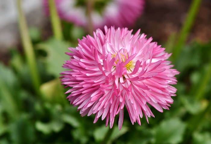 China Aster Flower