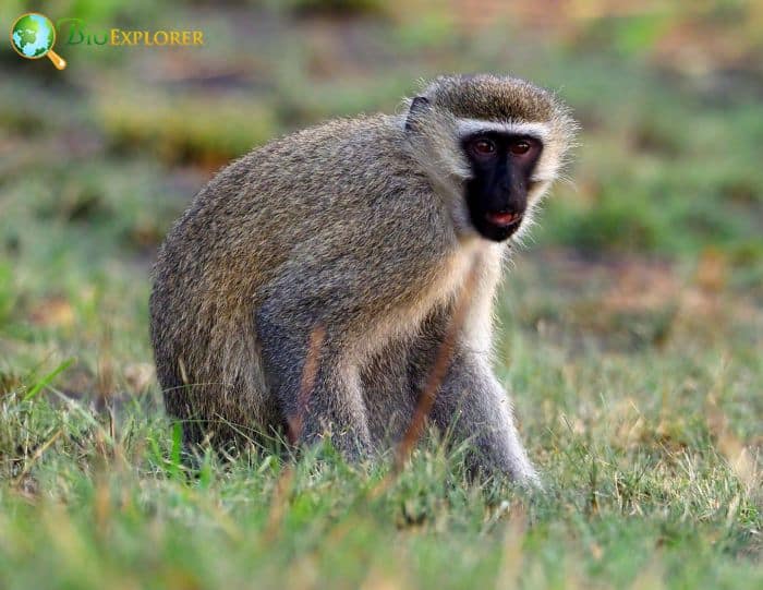 Vervet Monkey Characteristics | Chlorocebus Pygerythrus Diet & Facts