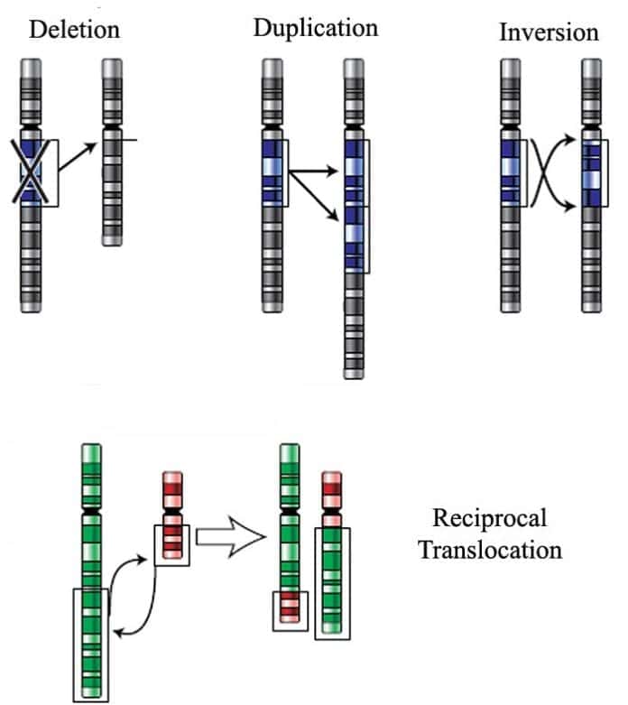 Chromosomal Mutations Types & Examples Pros & Cons of Mutations