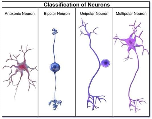 Types Of Nerve Cells Types Of Neurons Cells Of The Nervous System