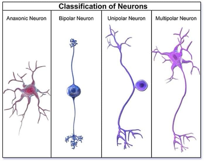 Types Of Nerve Cells Types Of Neurons Cells Of The Nervous System 5024