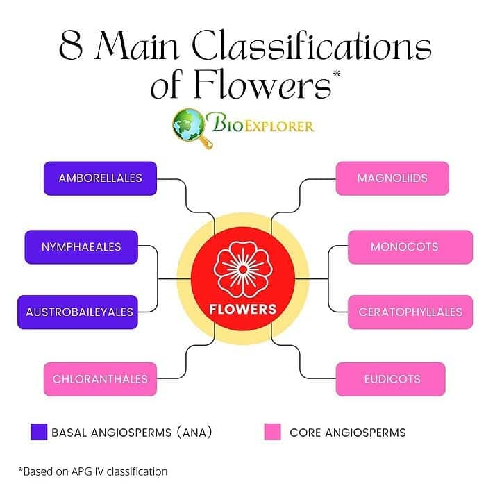 Classifications of Flowers