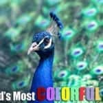 colorful birds list