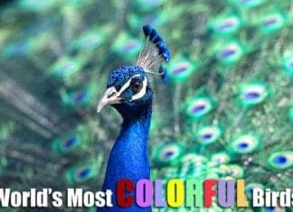 colorful birds list