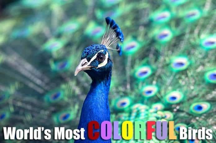 real colorful birds