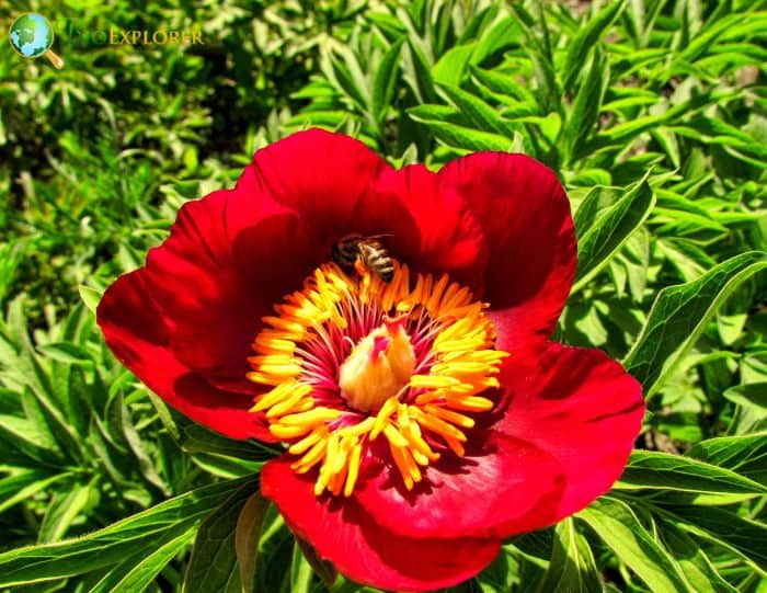 Common Peony 