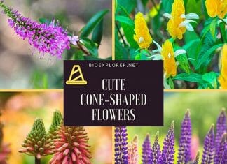 Cone-shaped Flowers